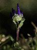 <em>Phyteuma globulariifolium subsp pedemontanum</em>